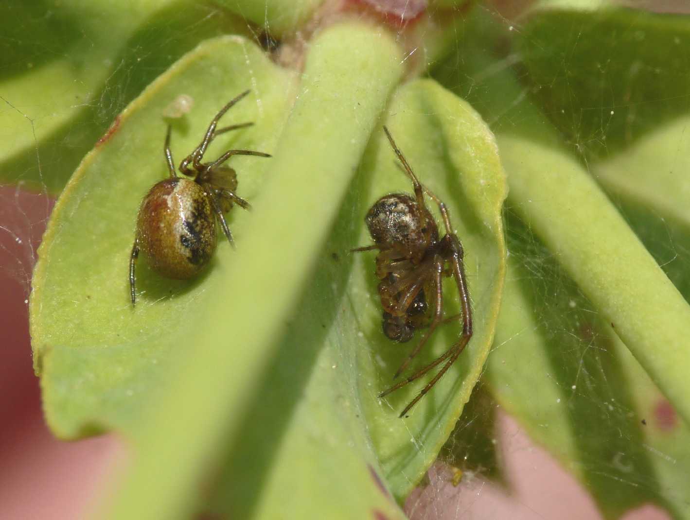 Kochiura aulica